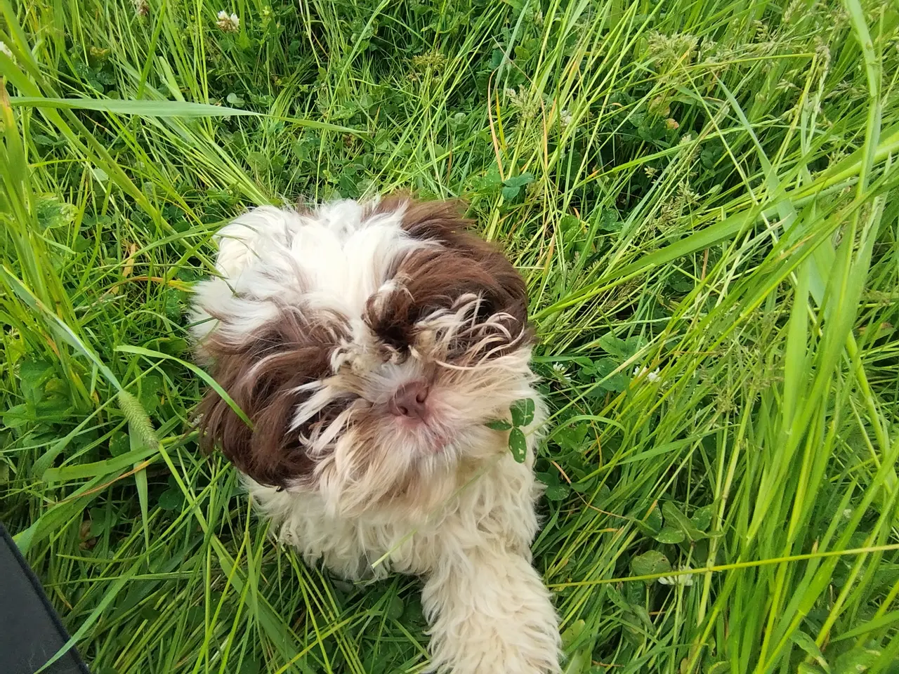 Billede 4 - Shih Tzu hvalpe