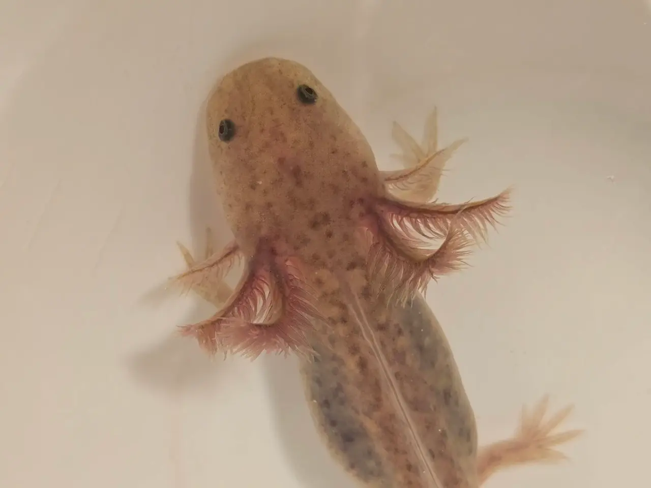 Billede 4 - Axolotl unger fra kendte linjer