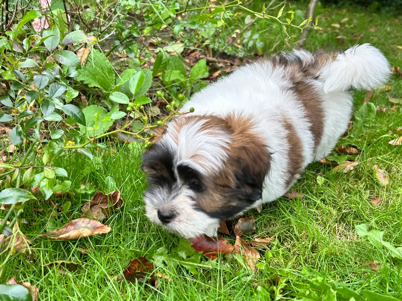 Billede 4 - 3 Lhasa Apso hvalpe, drenge