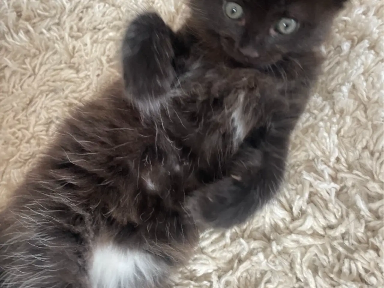 Billede 1 - 💕Kenya søger sit forevige hjem💕