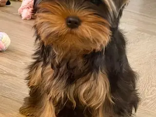 Dejlige Yorkshire Terrier Hvalpe - 2