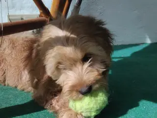 Sødeste Cockapoo