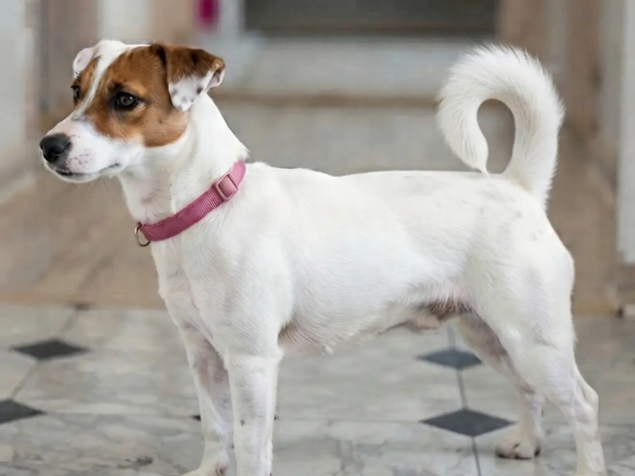 Billede 4 - Jacktese hvalpe ( Jack Russel terrier + Maltiser )