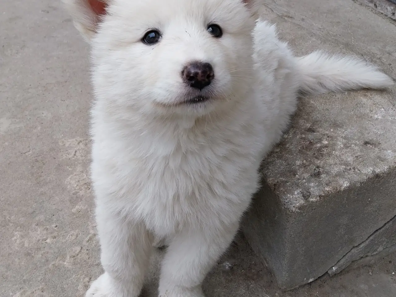 Billede 3 - Siberian Husky/Alaskan Malamute/Samojede