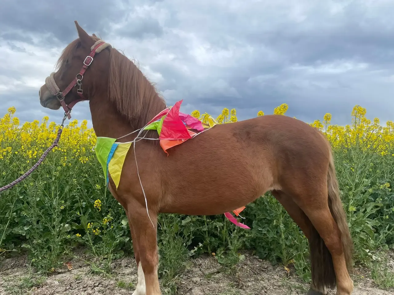 Billede 7 - 🌟 To skønne ponyer søger nyt hjem 🌟