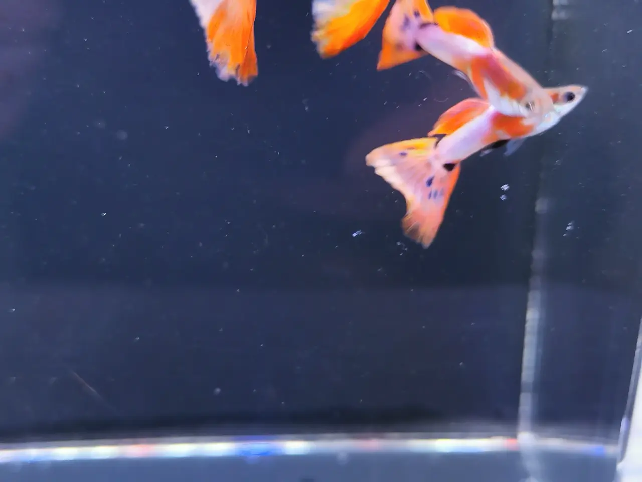 Billede 3 - American pink white guppy 