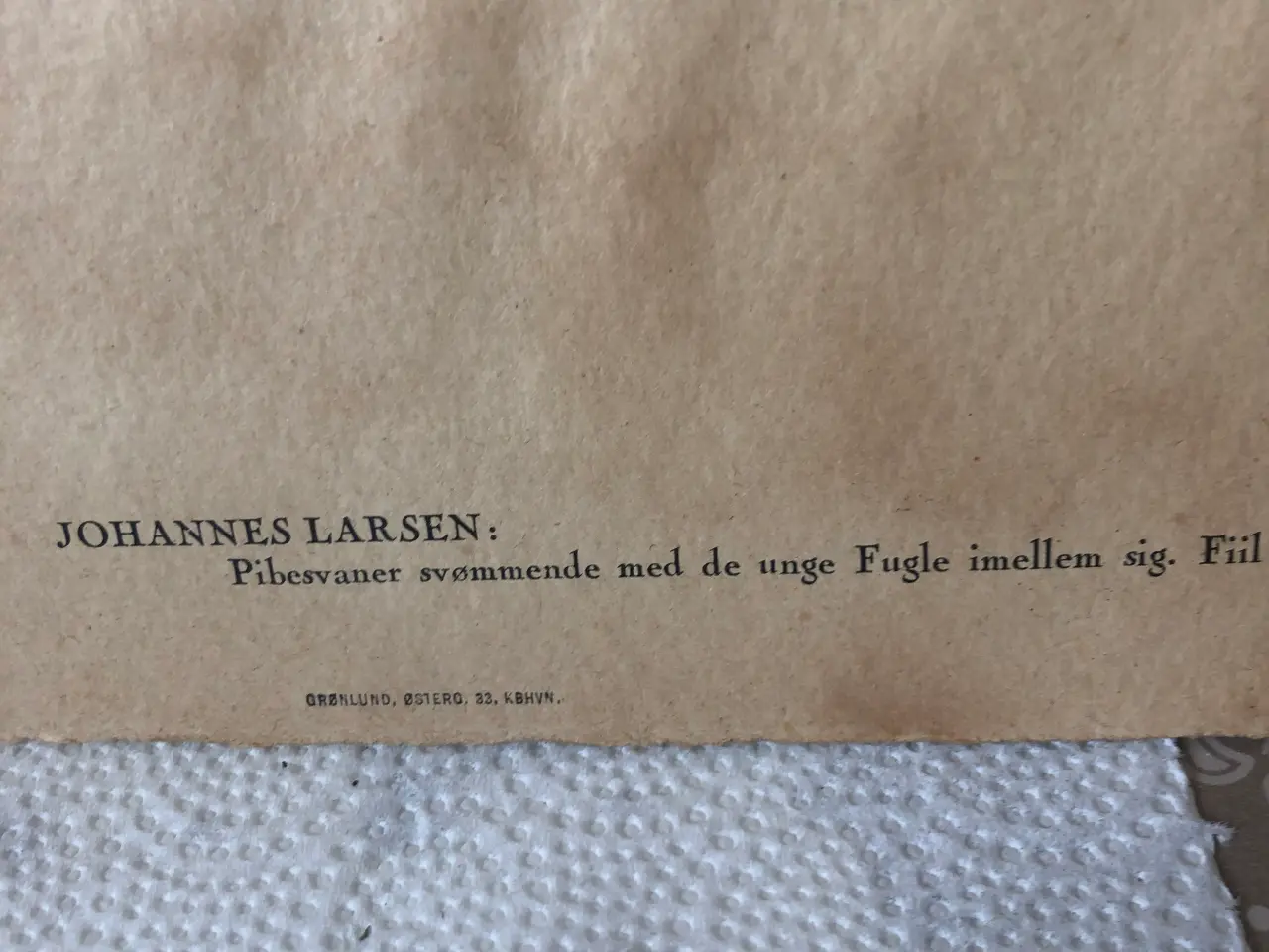 Billede 2 - Pibesvaner svømmende med unge fugle