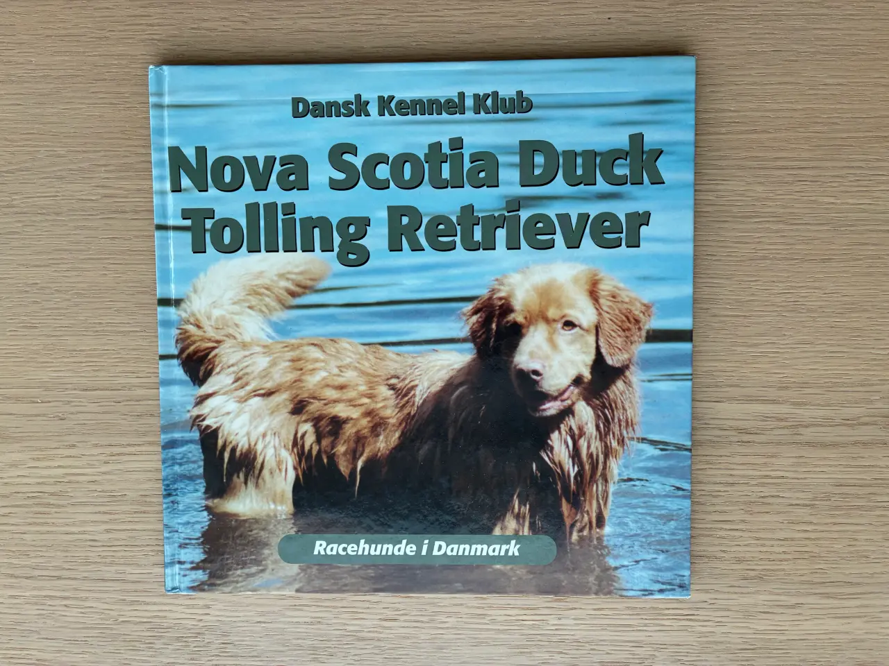 Billede 1 - Nova Scotia Duck - Tolling Retriever