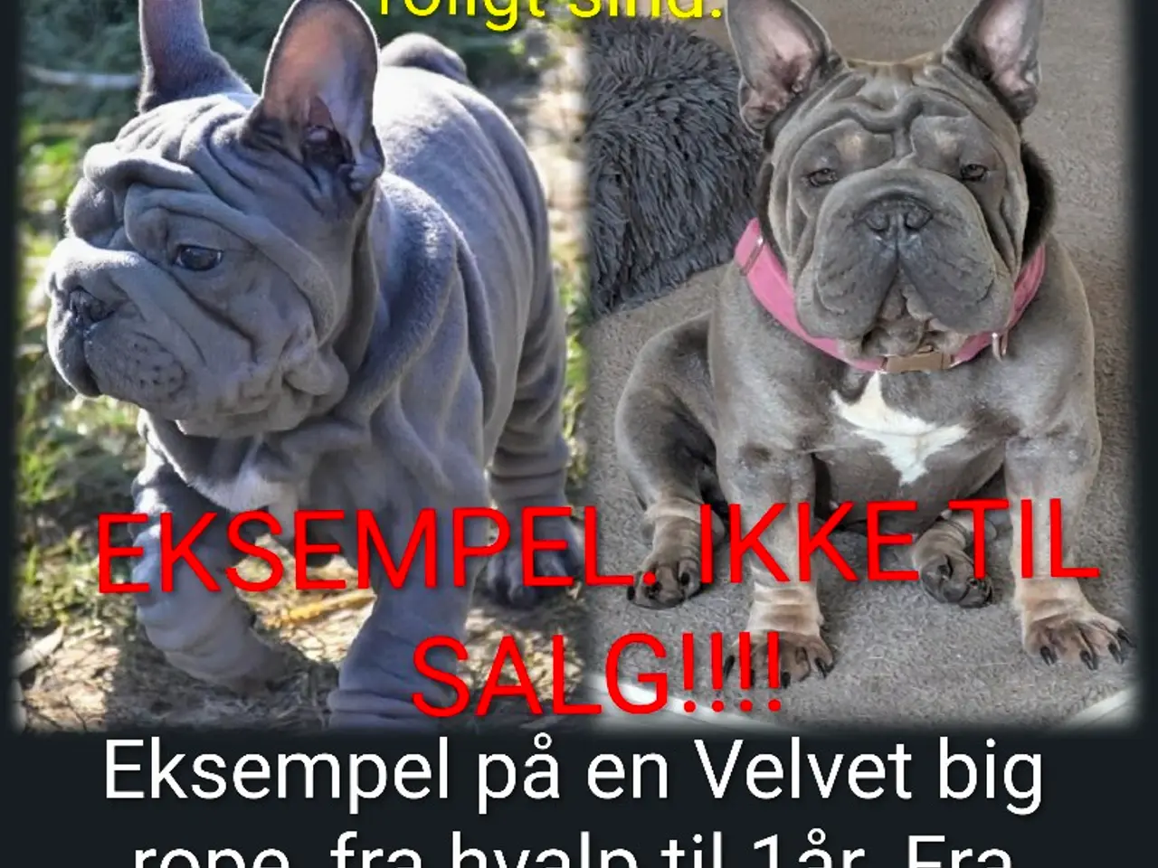 Billede 3 - Fransk Velvet & 1 Standard.