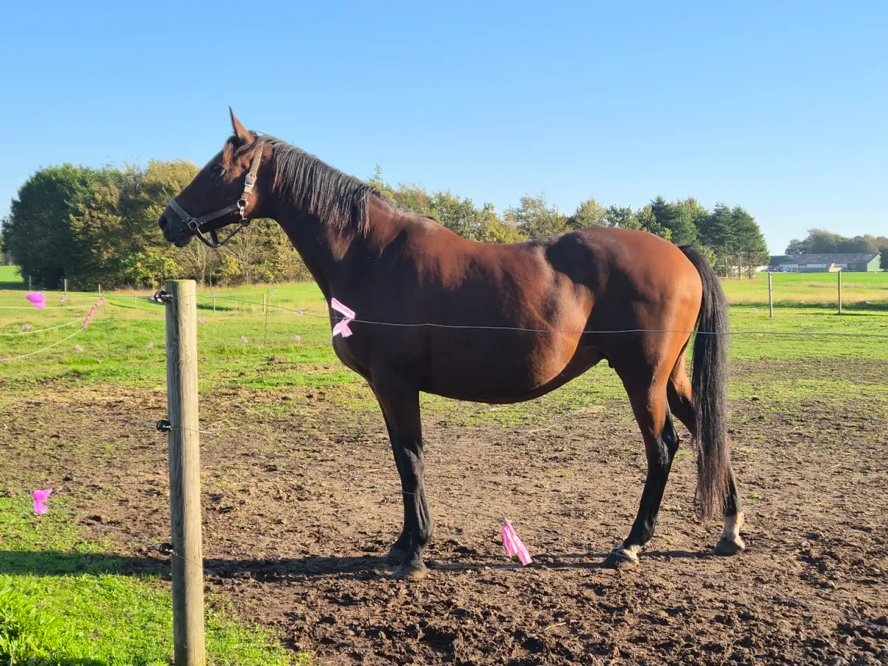 Billede 8 - Smuk trakehner hoppe