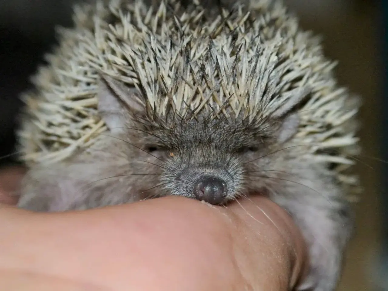 Billede 7 - Tenrec 