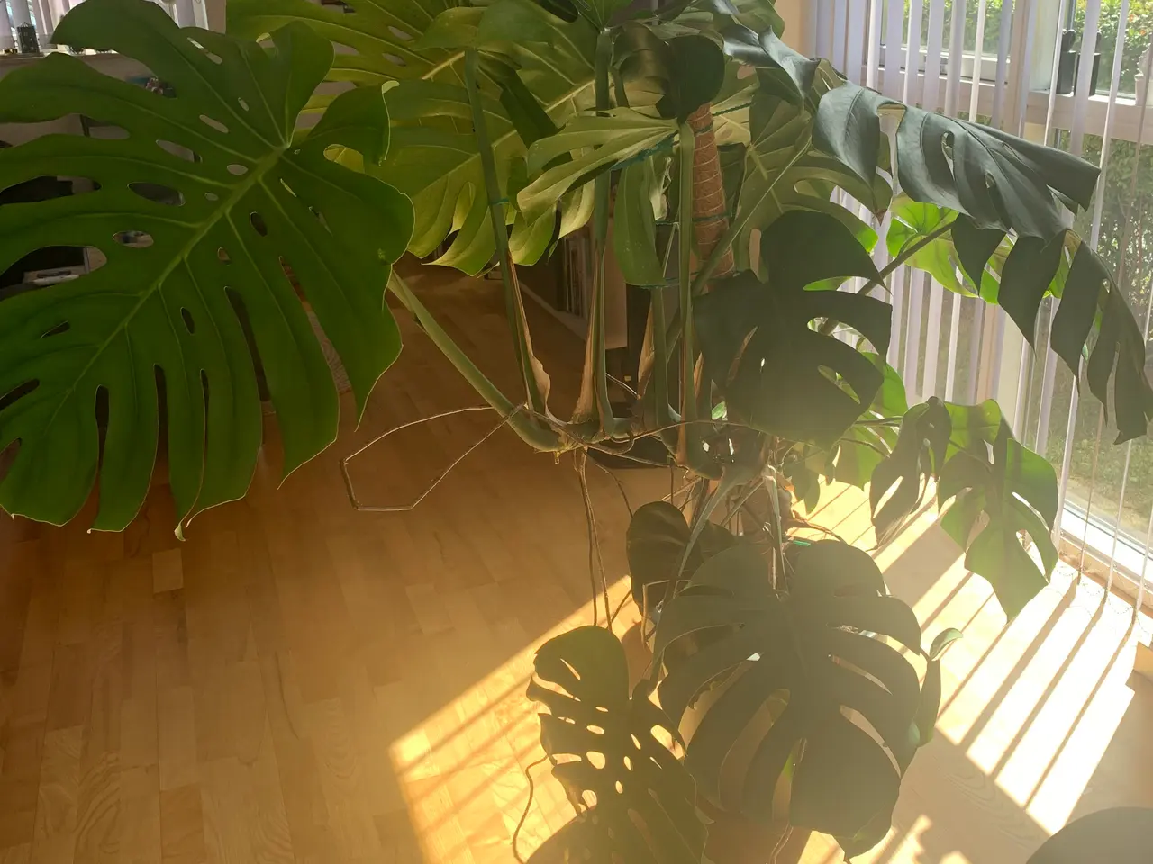 Billede 3 - Grøn plante. 138 cm høj