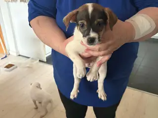 🐶❤️ De sidste 2 drenge søger deres nye familier ❤ - 2