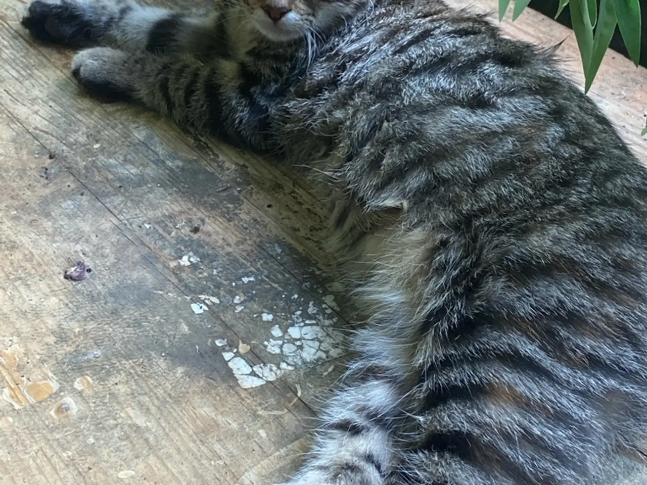 Billede 4 - Katte killinger