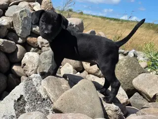 Patterdale Terrier hvalpe til salg