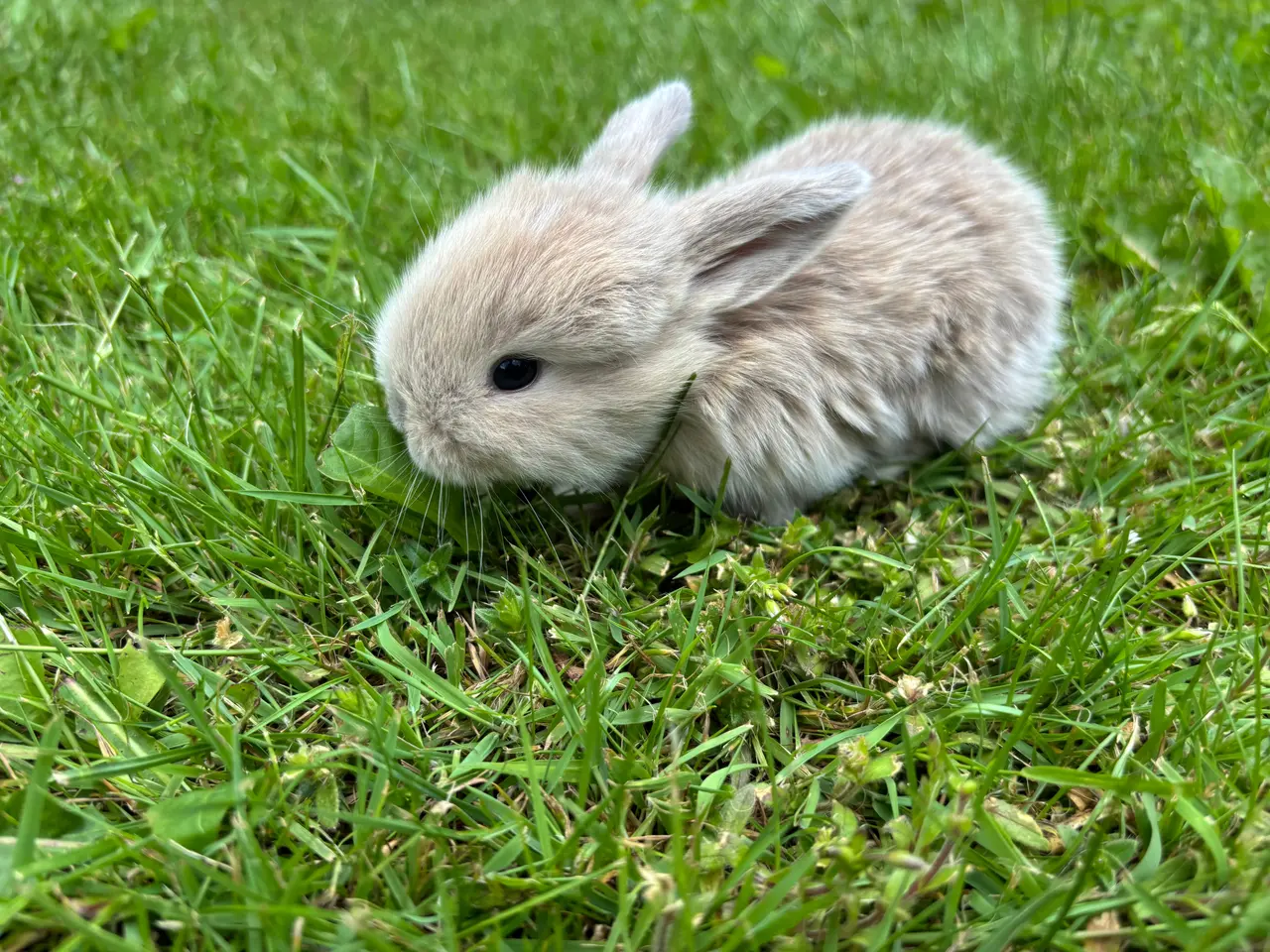 Billede 13 - Små minilop kaninunger🐰🐰
