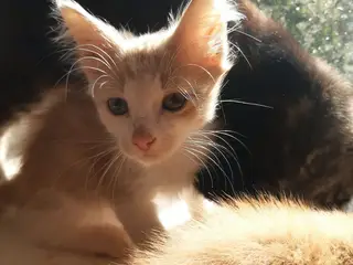 Skønne Maine Coon Blandinger