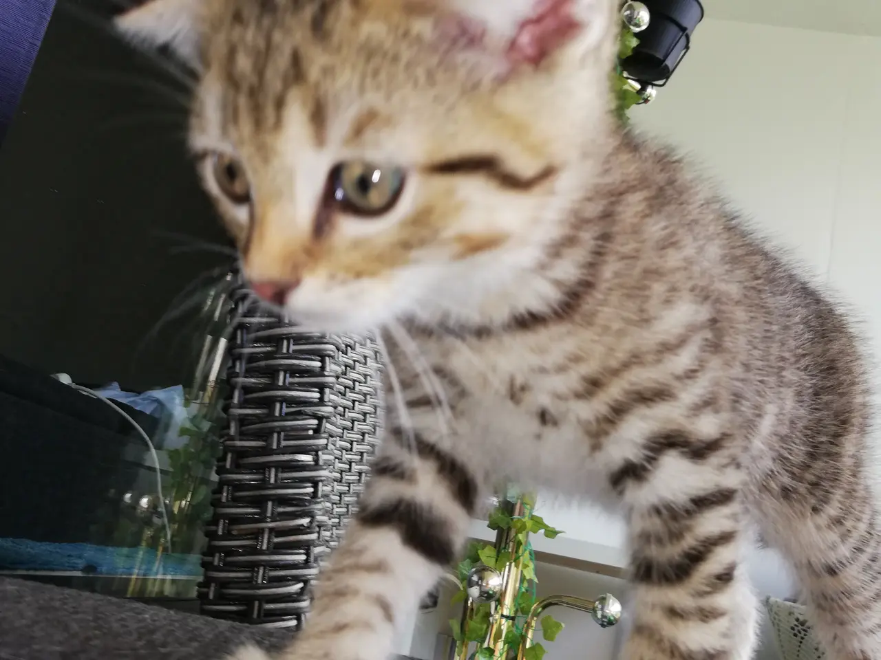 Billede 1 - Tiger – charmerende Scottish Fold han søger kærlig
