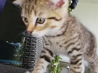 Tiger – charmerende Scottish Fold han søger kærlig