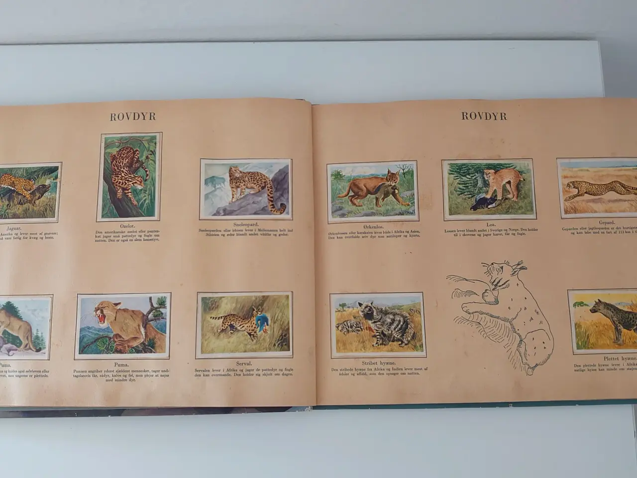 Billede 3 - Dyr i Naturen. Samlebilleder fra 1950´erne.
