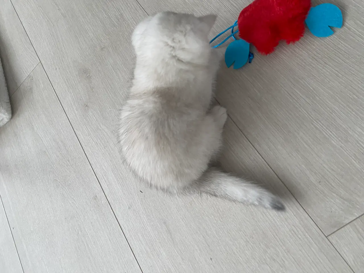 Billede 5 - 2 dejlige British Shorthair hankillinger
