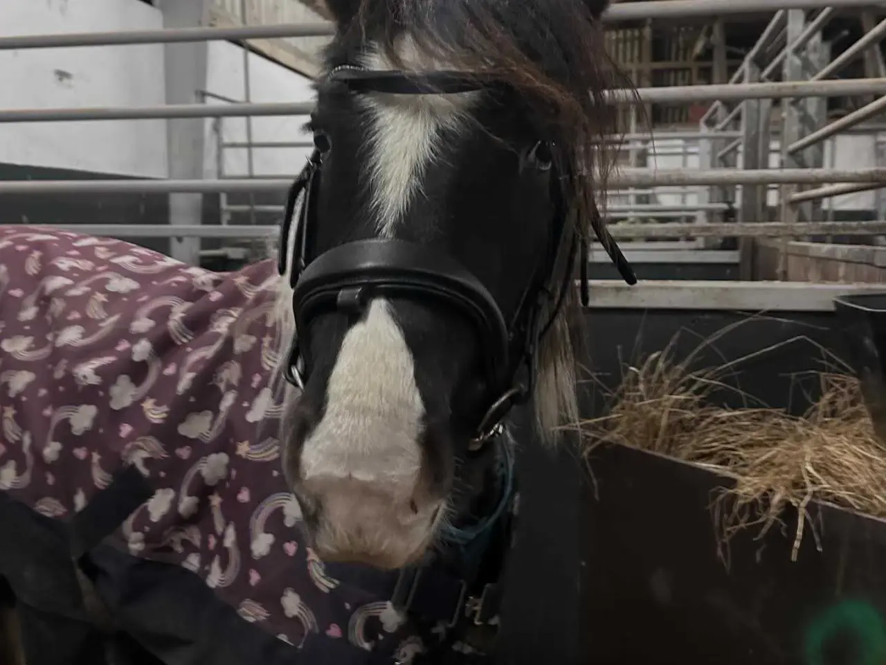 Billede 3 - OPLAGT BØRNEPONY ELLER RIDESKOLE EMNE!⭐⭐
