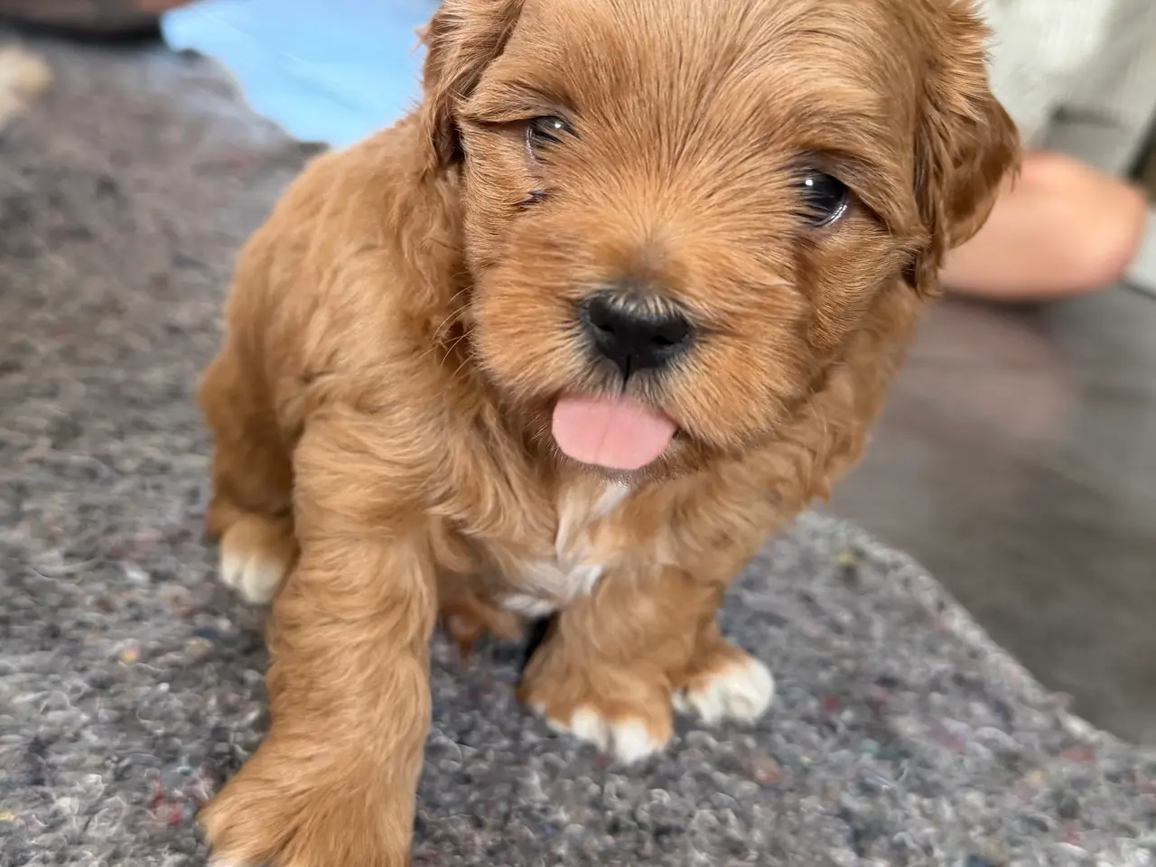 Billede 2 - Shih-Poo hvalpe