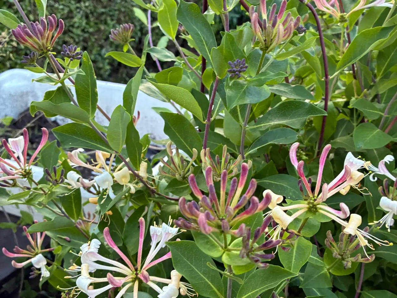 Billede 1 - Slynge blomstr