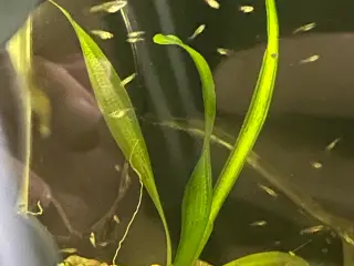💙🐟 Blue Moscow Guppy Unger – Afhentning Viby J