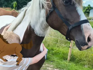 Drægtige 9-årige Lewitzer Hoppe