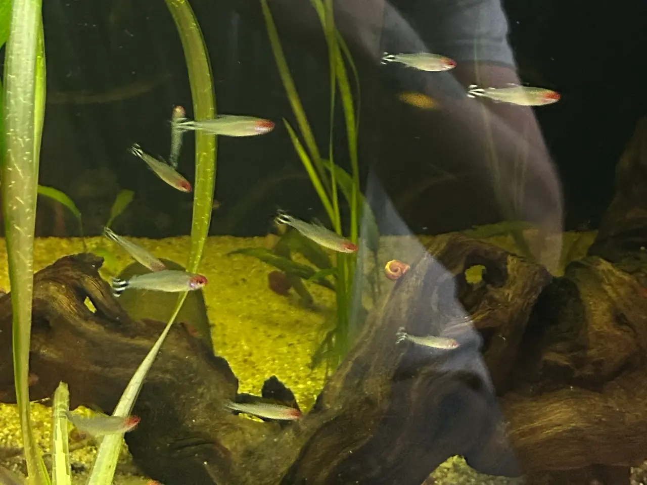 Billede 3 - 🔥🐟 Rødnæsetetra – perfekte stimefisk til akvarie