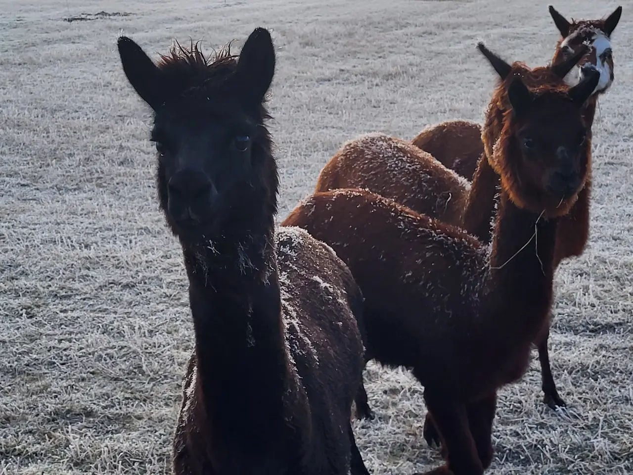 Billede 5 - Alpacaer 4 stk 