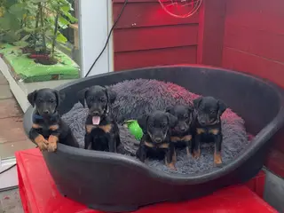 Jagt hunde sælges
