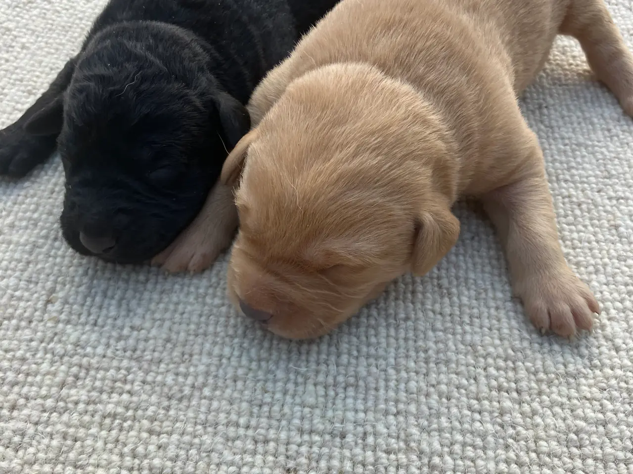 Billede 2 - Lækre F1 labradorhvalpe