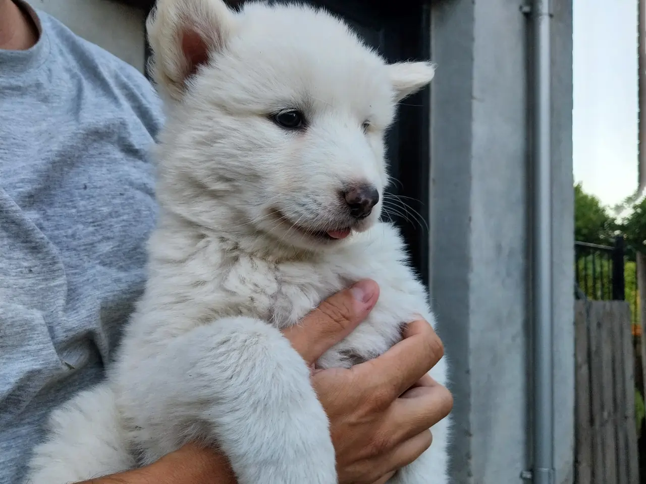 Billede 7 - Siberian Husky/Alaskan Malamute/Samojede