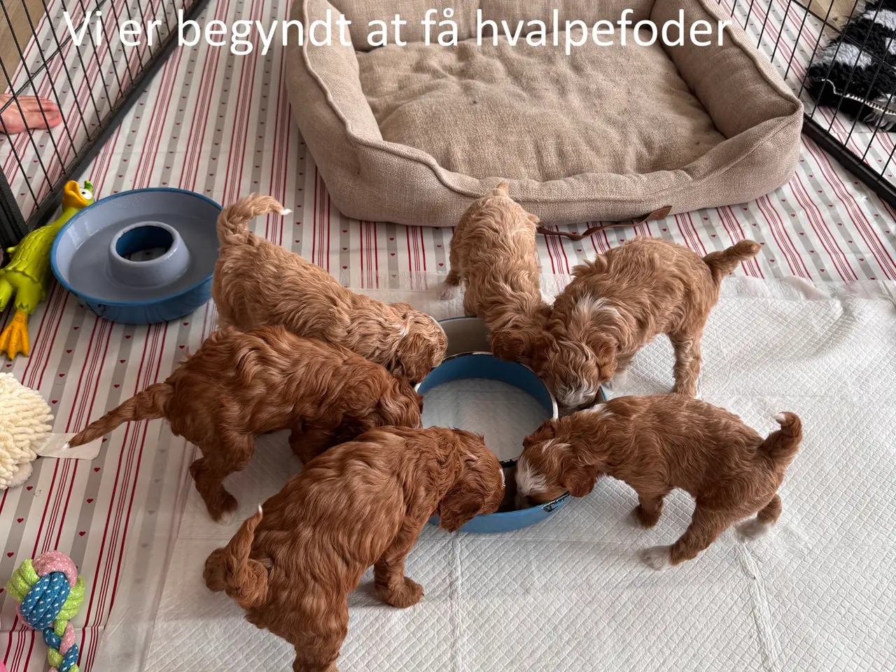 Billede 6 - Maltipoo-hvalpe søger deres familier