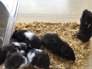 Guldhamster unger