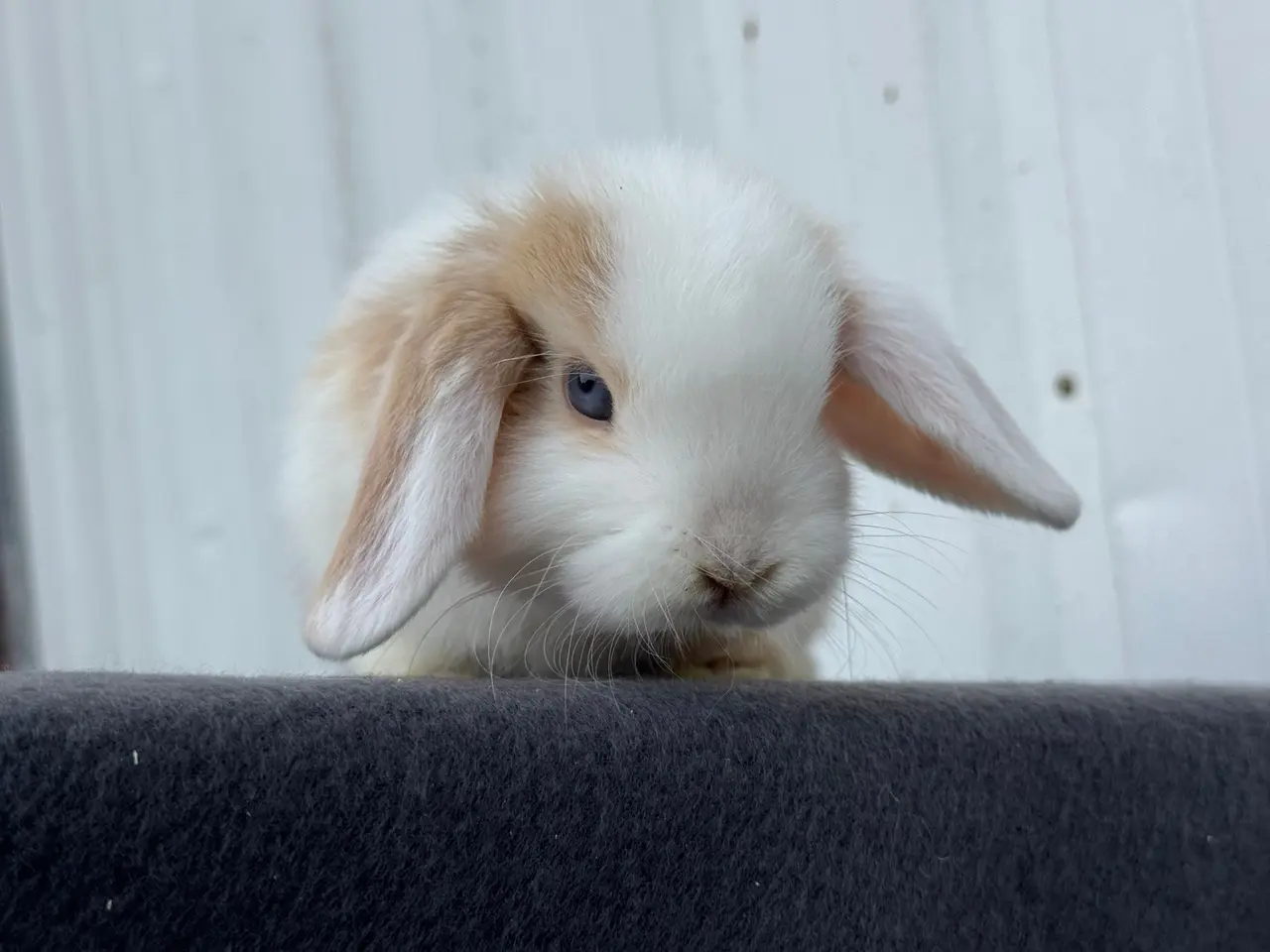 Billede 6 - Mini lops hanner