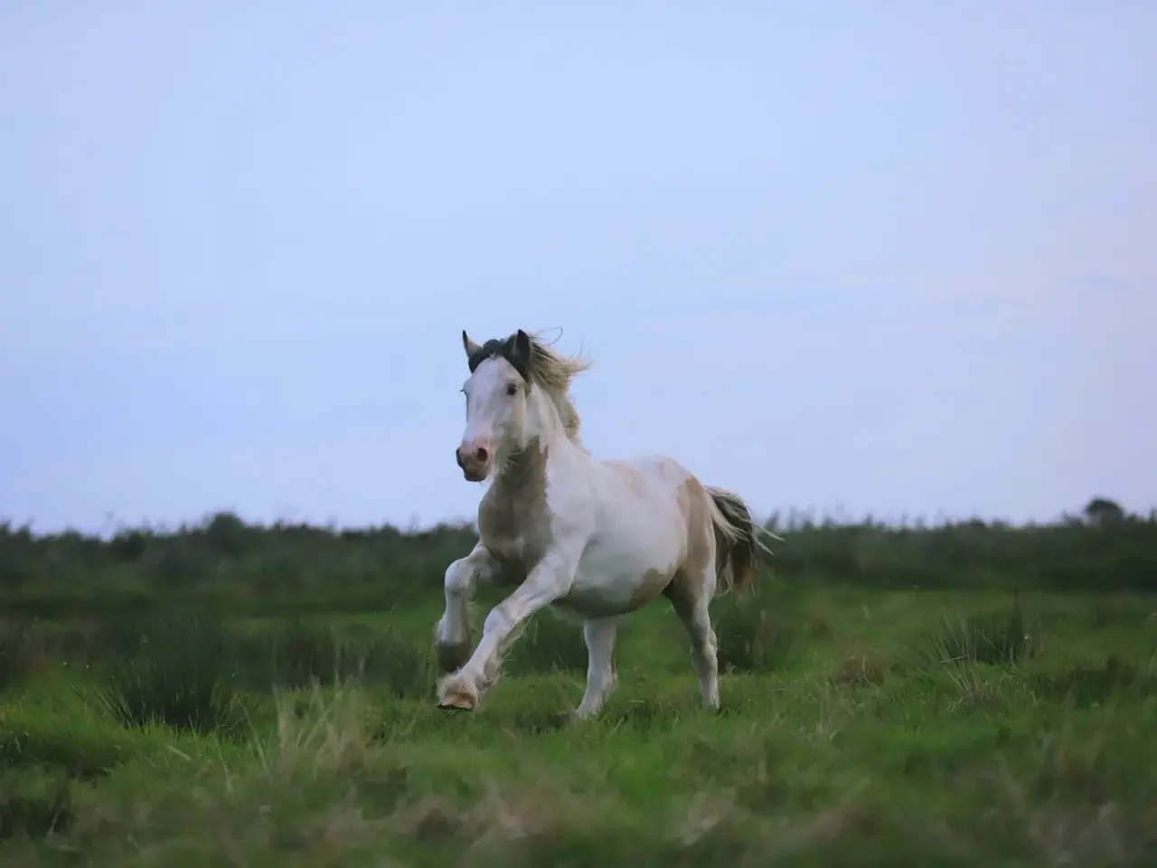 Billede 6 - Irish Cob heste søger nyt hjem
