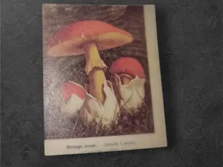Papirark med botaniske svampeillustrationer Forvan