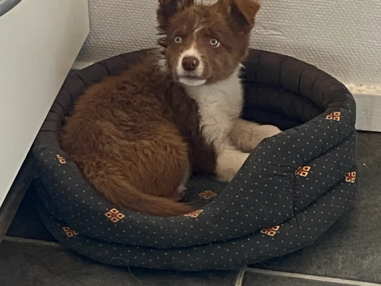 Billede 4 - Border Collie Så er vi Klar