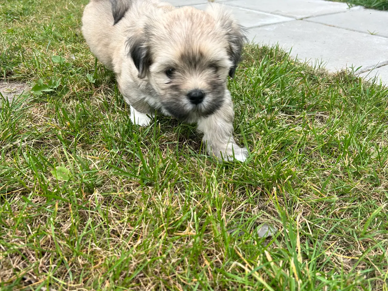 Billede 3 - Lhasa Apso hvalpe
