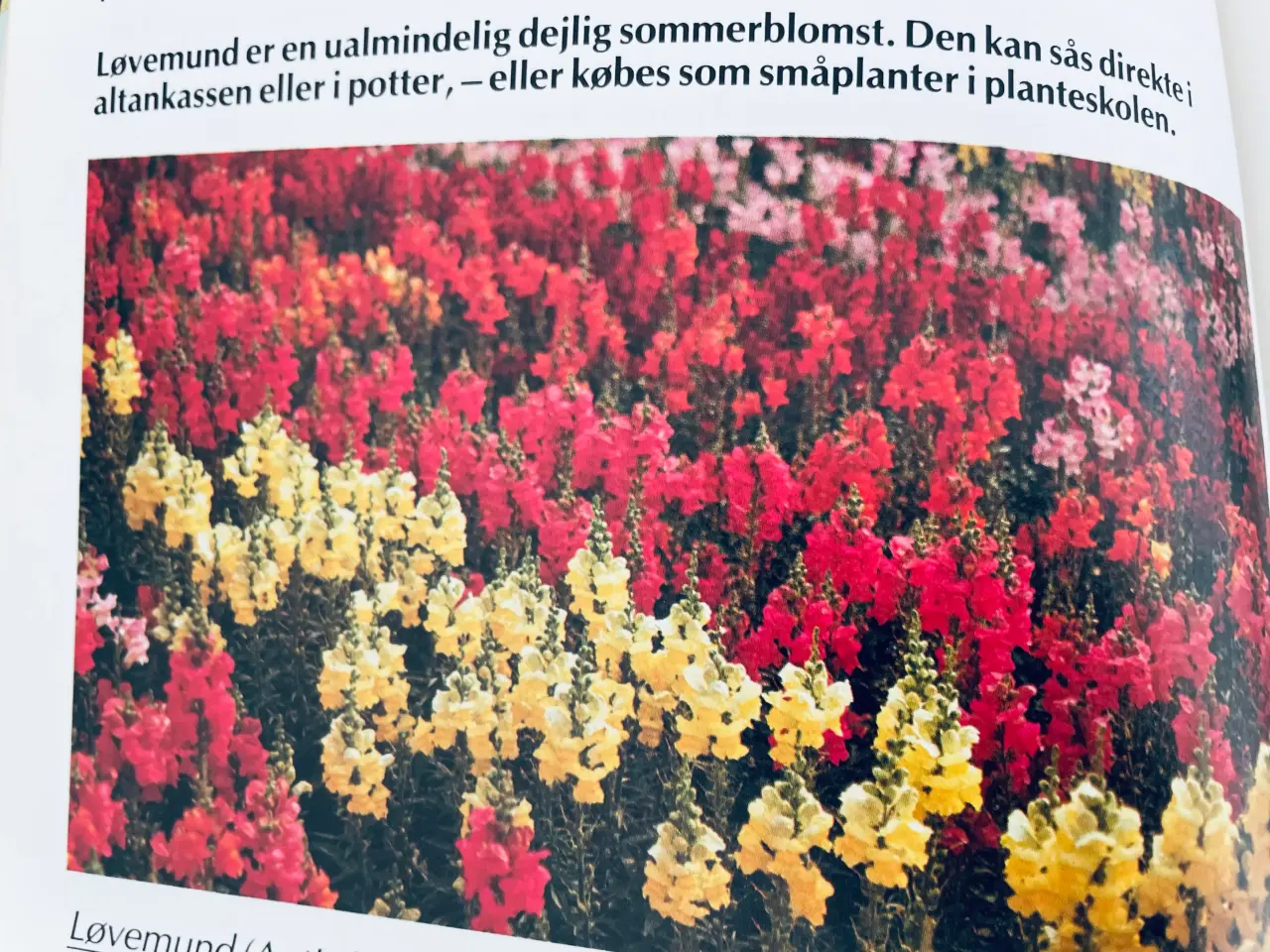Billede 4 - Alt om stueplanter 