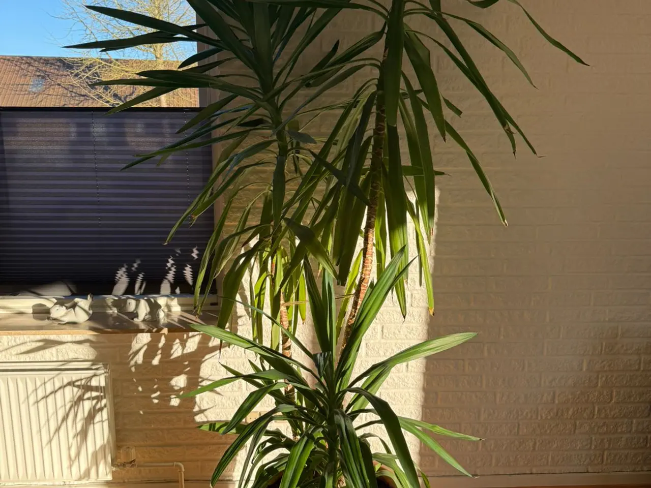 Billede 1 - Yucca Palme 230 cm