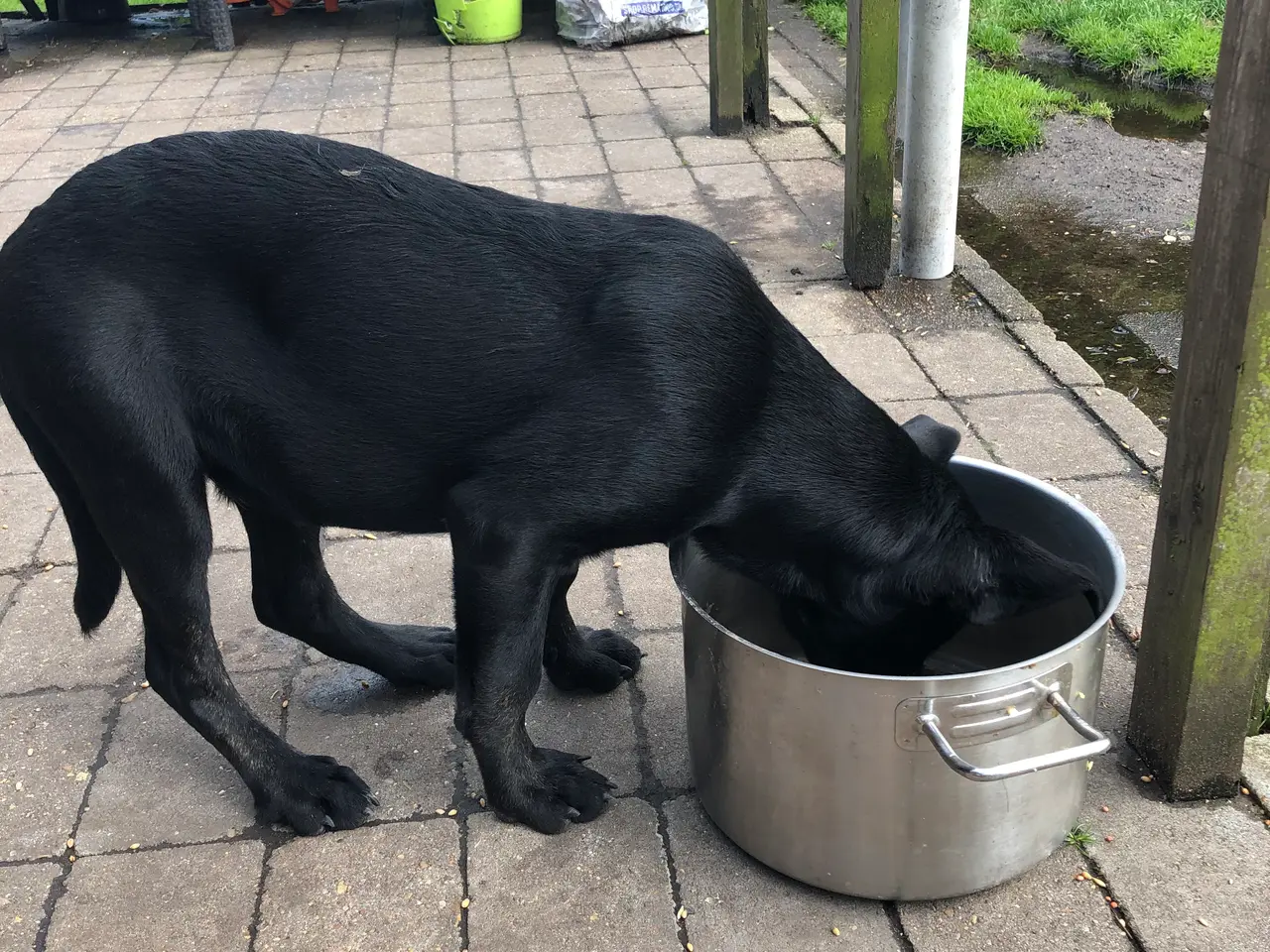 Billede 7 - Go hjem for din hund i ferien.