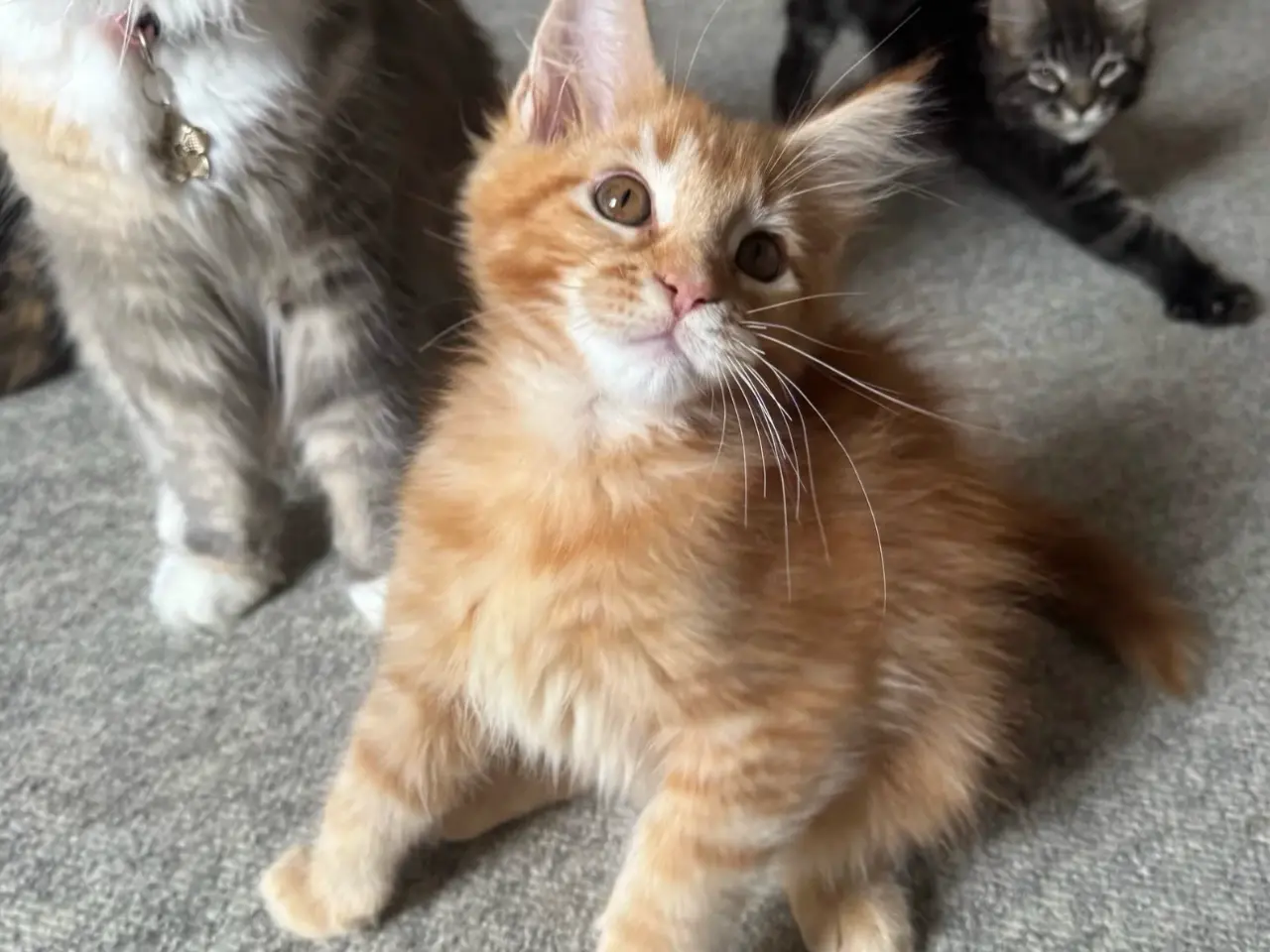 Billede 2 - Maine Coon hankilling