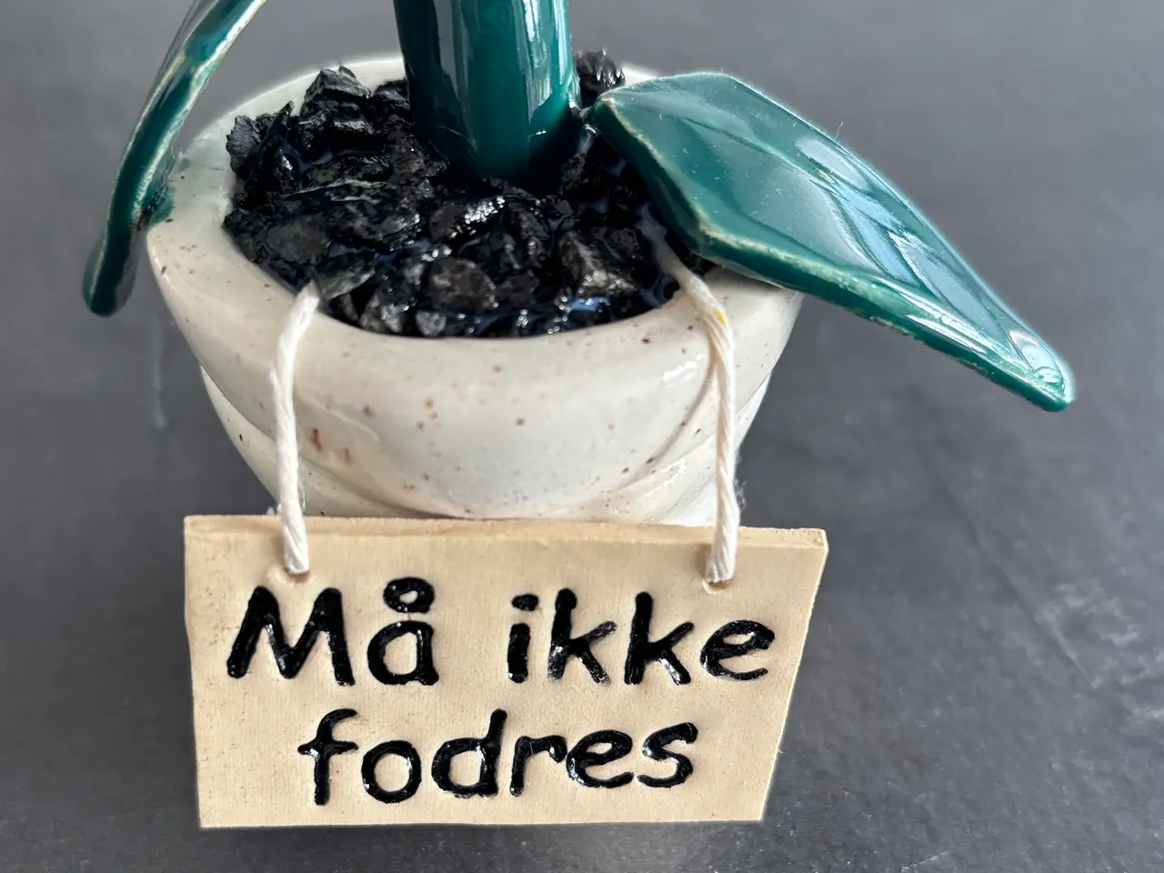 Billede 13 - Kødædende planter