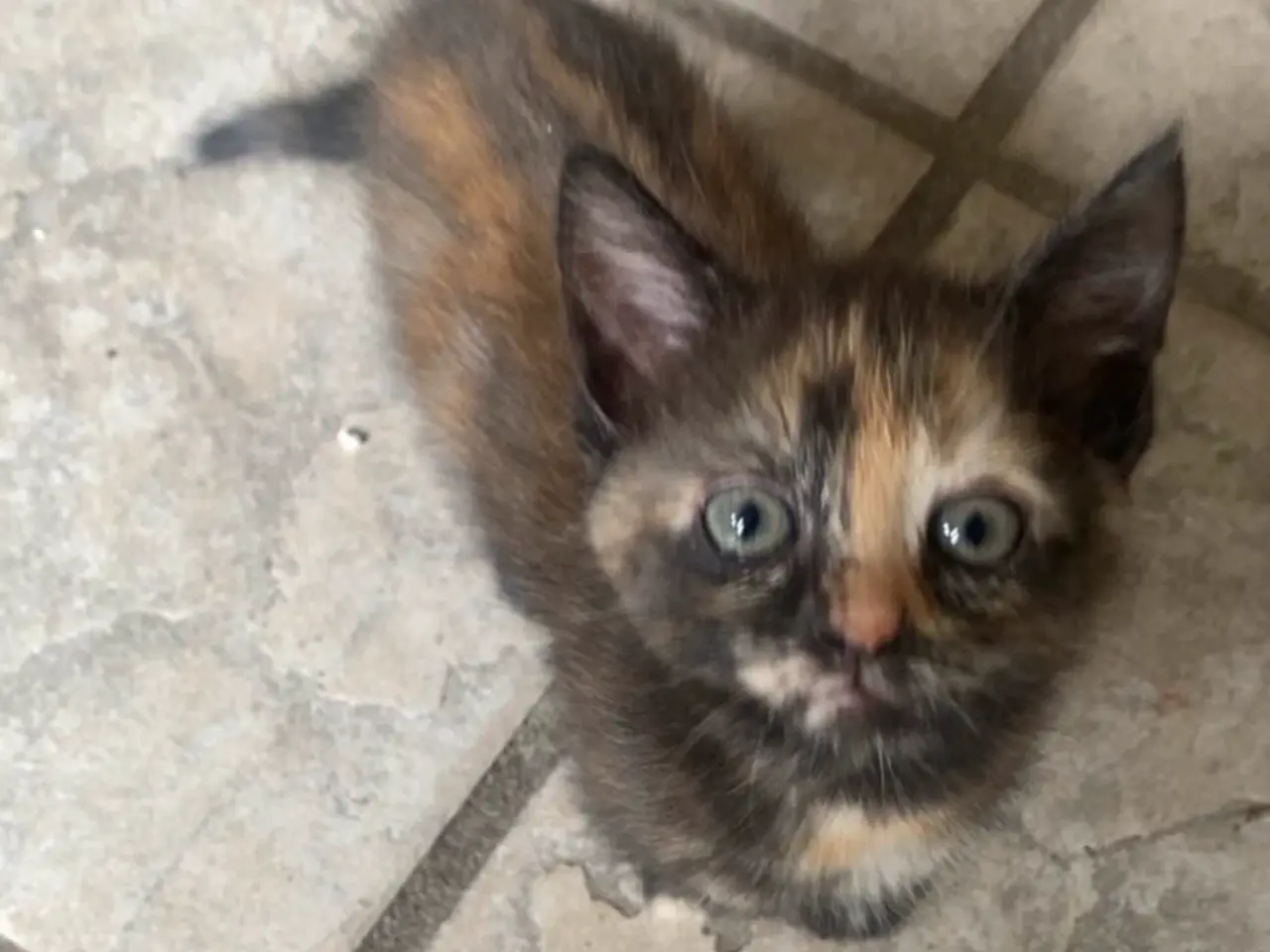 Billede 2 - Sødeste Gioia søger sin forever familie 🌸