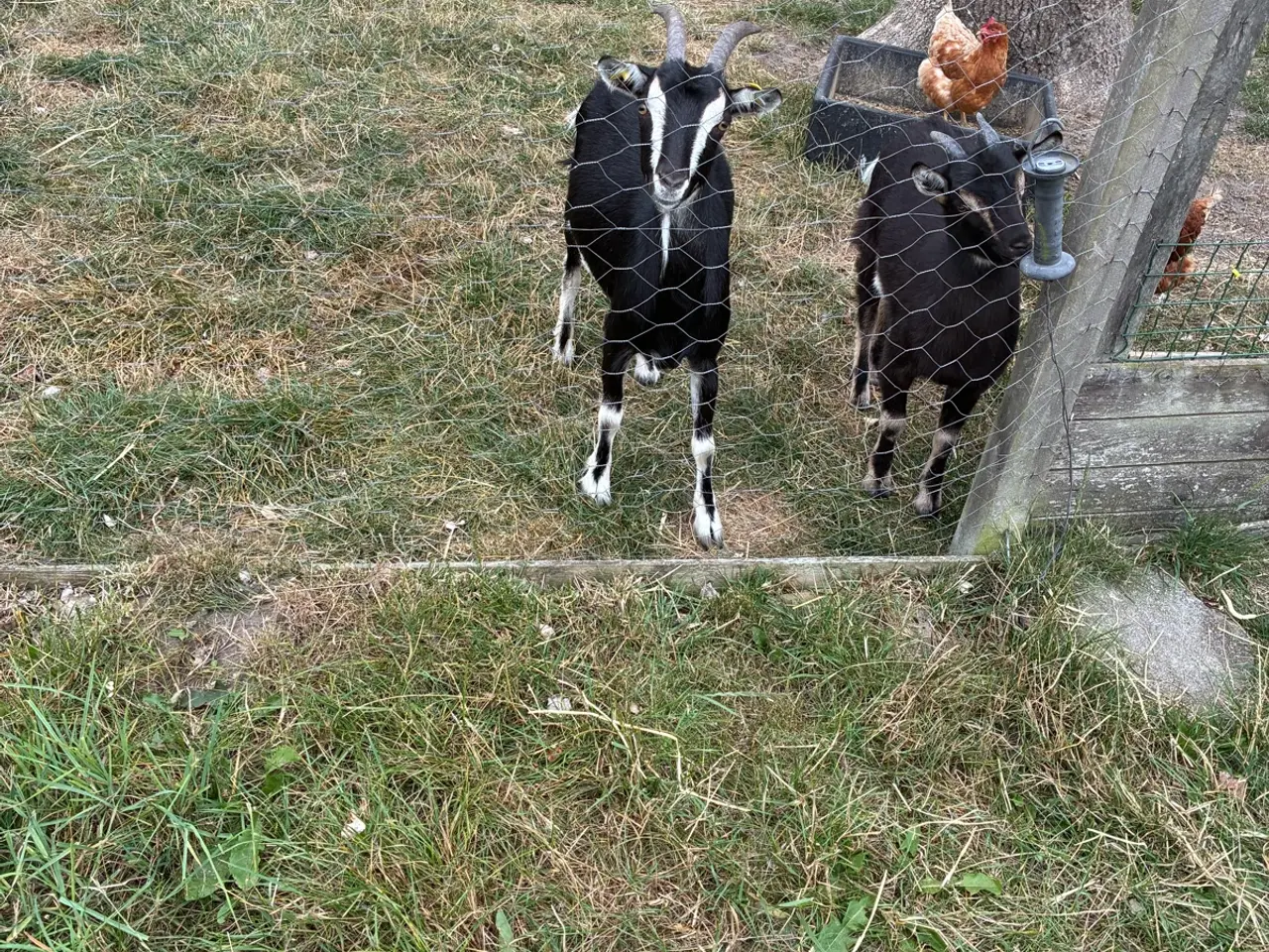 Billede 2 - Landrace gede