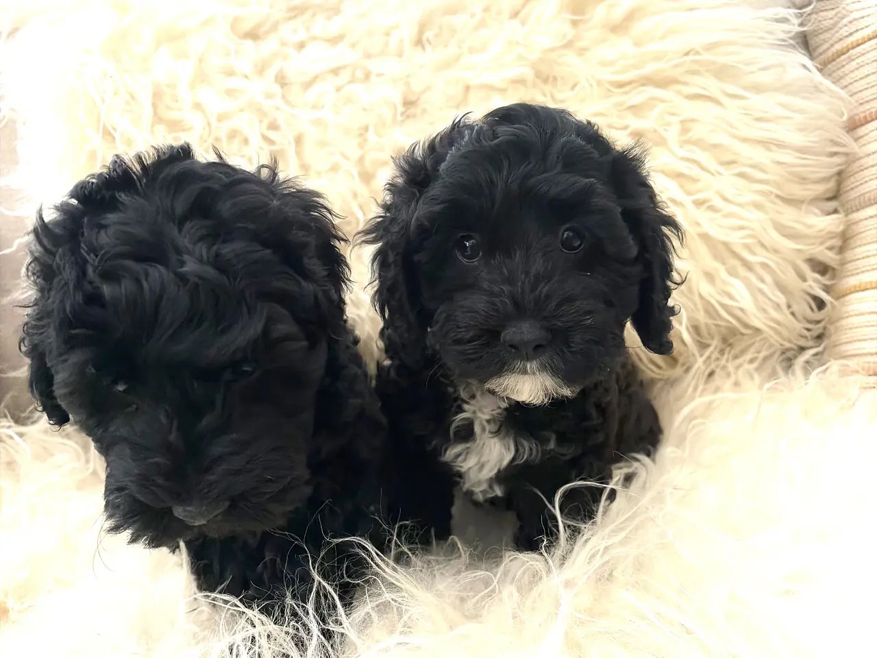 Billede 17 - De smukkeste små fine Cavapoo drenge